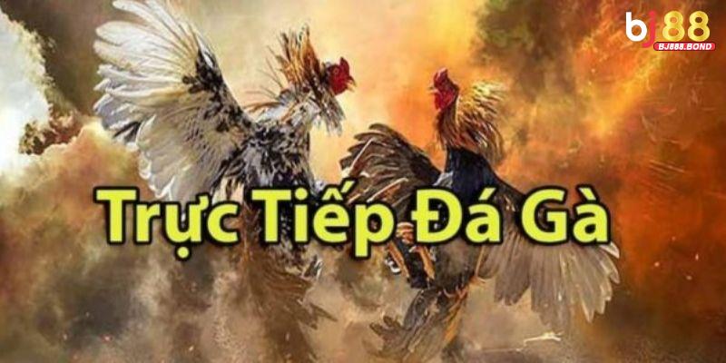 Các điểm cần lưu ý khi tham gia trường gà