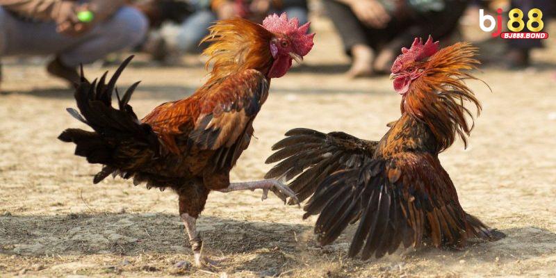 Các hình thức đá gà trực tuyến