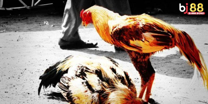 Các loại hình đá gà phổ biến nhất
