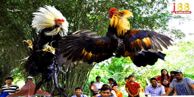 Các sai lầm cần tránh khi chơi đá gà