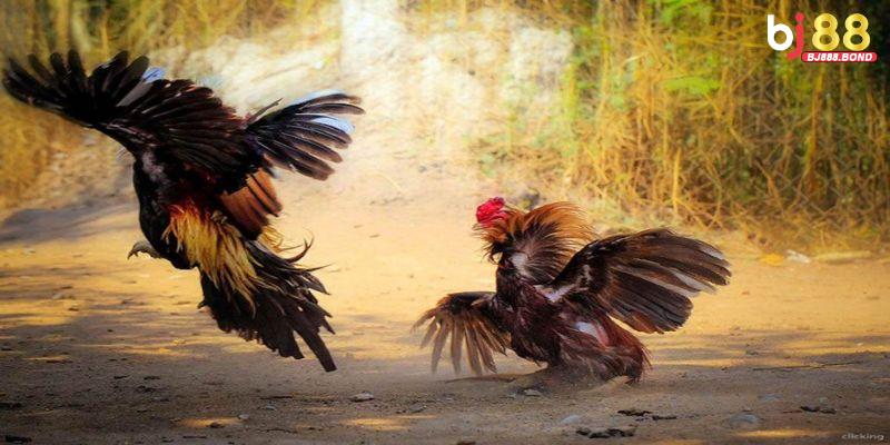 Các trận tranh tài đỉnh cao của đá gà Thomo