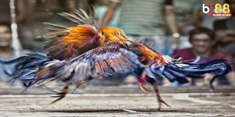 Cách huấn luyện gà đá tre dễ thắng nhất