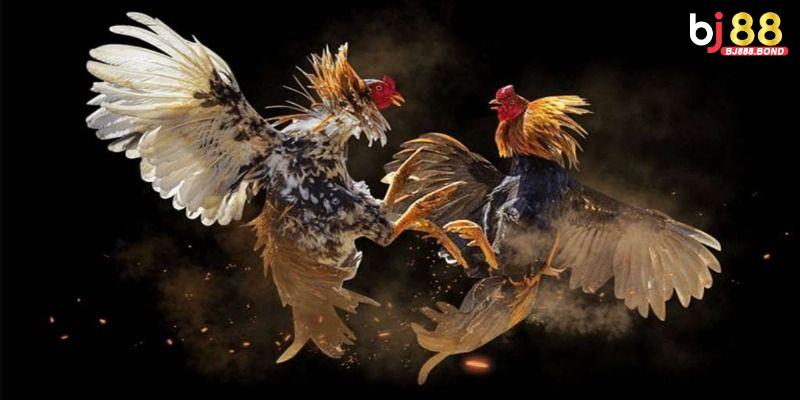 Cách nuôi dưỡng gà đá hiệu quả