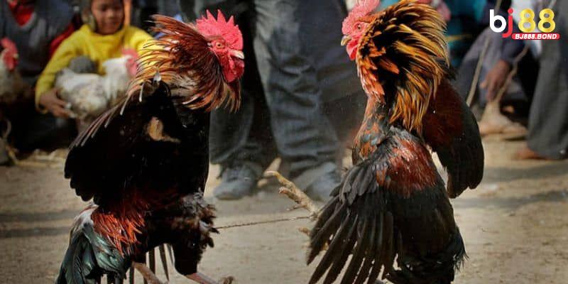 Chú ý ngoại hình của chiến kê