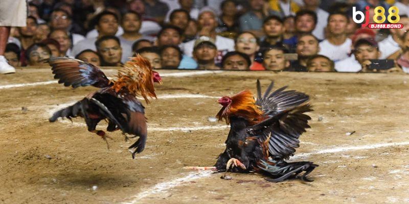 Chú ý sức khoẻ của chiến kê