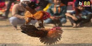 Coi Đá Gà – Trải Nghiệm Không Thể Bỏ Lỡ Dành Cho Dân Chơi Thực Thụ