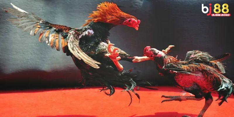 Coi đá gà được yêu thích rộng rãi
