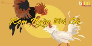 Coi Ngày Đá Gà – Bí Kíp Chọn Ngày Xuất Trận Giúp Chiến Kê Chiến Thắng