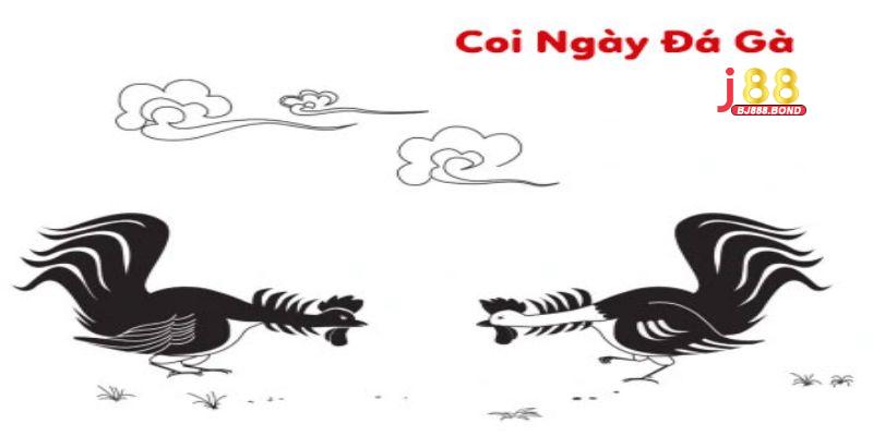 Coi ngày đá gà có hiệu quả cao