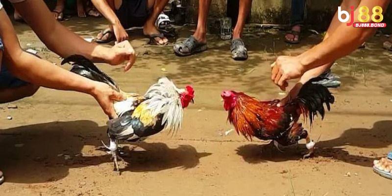 Đá gà Campuchia - Loại hình được ưa thích