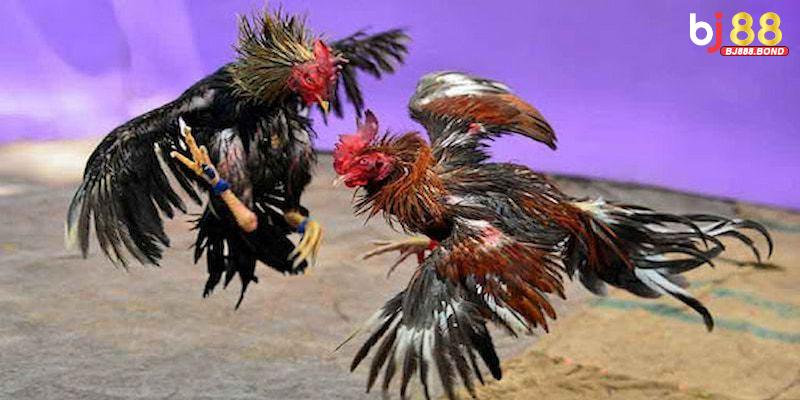 Đá Gà Campuchia | Sân Chơi Đỉnh Cao Cho Dân Chơi Thực Thụ