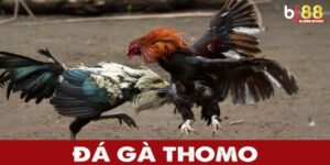 Đá Gà Thomo – Trường Đấu Rực Lửa Của Chiến Kê Huyền Thoại
