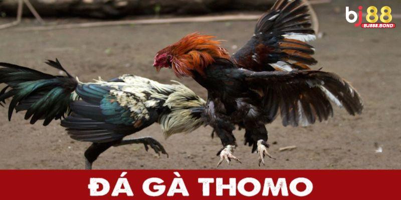 Đá Gà Thomo – Trường Đấu Rực Lửa Của Chiến Kê Huyền Thoại