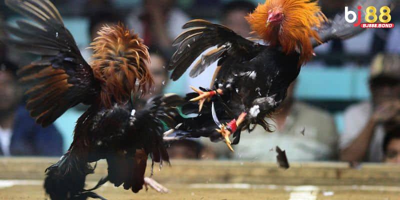 Kiểm tra mạng ổn định khi xem