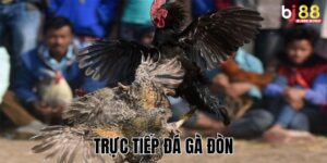 Xem Trực Tiếp Đá Gà Đòn – Pha Combat Căng Như Dây Đàn Không Thể Bỏ Lỡ!