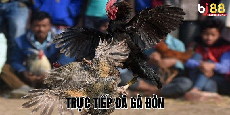Xem Trực Tiếp Đá Gà Đòn – Pha Combat Căng Như Dây Đàn Không Thể Bỏ Lỡ!