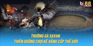 Trường Gà Savan – Thánh Địa Của Những Chiến Kê Hàng Đầu