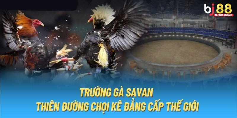 Trường Gà Savan – Thánh Địa Của Những Chiến Kê Hàng Đầu