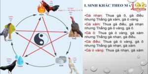 Xem Màu Mạng Đá Gà Hôm Nay – Bí Kíp Giúp Chiến Kê Không Gặp Bất Lợi