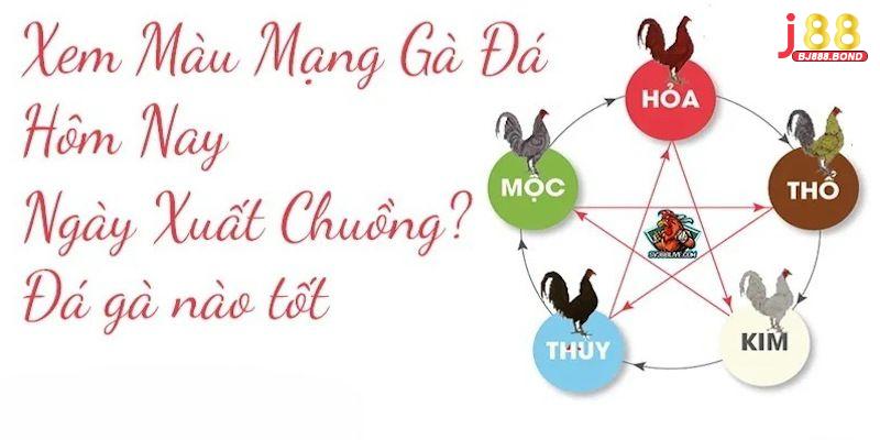 Xem màu mạng đá gà hôm nay đơn giản